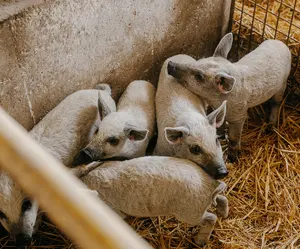 Piglets from a Skô supplier rest together on straw.