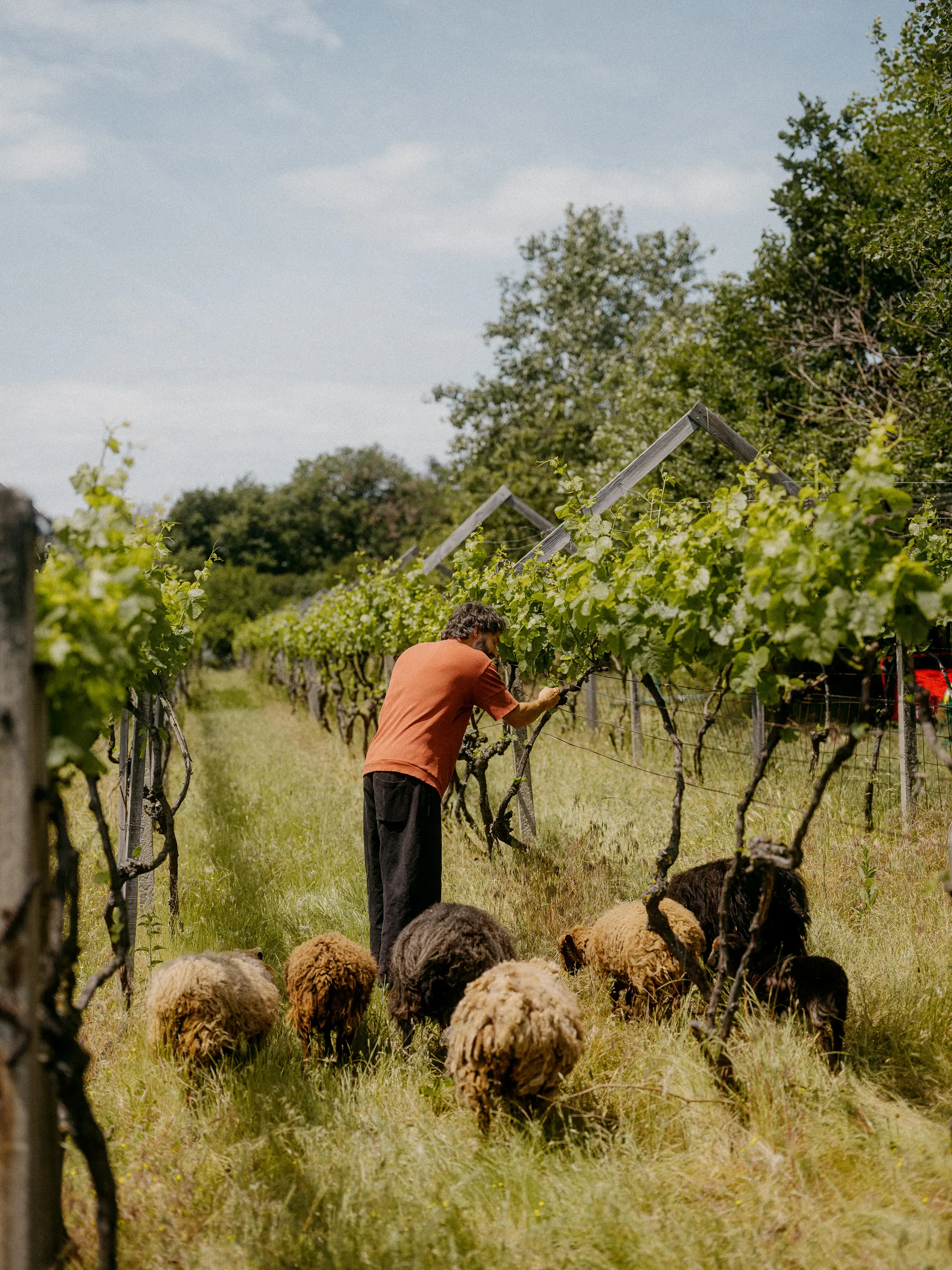 Winemaker works among the vines with a flock of sheep.